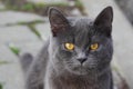 Close up of British shorthair cat en face Royalty Free Stock Photo