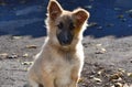 A close up of young yellow pariah dog in the autumn park Royalty Free Stock Photo