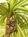 Close-up on a young Yucca Royalty Free Stock Photo