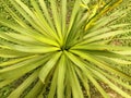 Close-up on a young Yucca Royalty Free Stock Photo