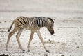 Close-up of a young zebra