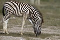 Close-up of a young zebra Royalty Free Stock Photo