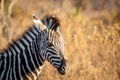 Close up of a young Zebra in the bush Royalty Free Stock Photo