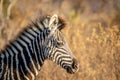 Close up of a young Zebra in the bush Royalty Free Stock Photo