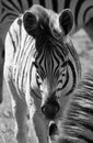 Young zebra in close up, photographed at Knysna Elephant Park, Garden Route, Western Cape, South Africa. Royalty Free Stock Photo