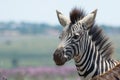 Close up of young Zebra Royalty Free Stock Photo