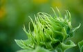 Youngflower shot, sunflower Royalty Free Stock Photo