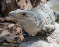 Close-up of a Yucatan iguana is a species of lizard from the Iguanidae family, Edzna, Mexico Royalty Free Stock Photo