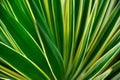 Close up of Yucca Royalty Free Stock Photo