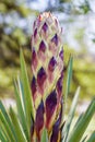 Close up of a Yucca plant flower bud Royalty Free Stock Photo