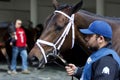 Close-up of Zaajel, a gorgeous dark brown filly wearing a white bridle