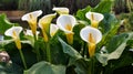 Close up of Zantedeschia aethiopica, also known as calla lily or arum lily. Royalty Free Stock Photo