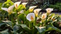 Close up of Zantedeschia aethiopica, also known as calla lily or arum lily. Royalty Free Stock Photo