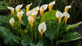 Close up of Zantedeschia aethiopica, also known as calla lily or arum lily. Royalty Free Stock Photo