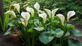 Close up of Zantedeschia aethiopica, also known as calla lily or arum lily. Royalty Free Stock Photo