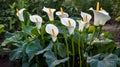 Close up of Zantedeschia aethiopica, also known as calla lily or arum lily. Royalty Free Stock Photo