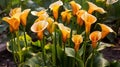 Close up of Zantedeschia aethiopica, also known as calla lily or arum lily. Royalty Free Stock Photo