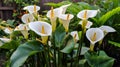 Close up of Zantedeschia aethiopica, also known as calla lily or arum lily. Royalty Free Stock Photo