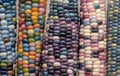 Close up of Zea Mays gem glass cobs of corn with rainbow coloured kernels, grown on an allotment in London UK.