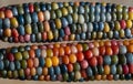 Close up of Zea Mays gem glass cobs of corn with rainbow coloured kernels, grown on an allotment in London UK.