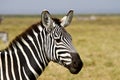 Close-up of a Zebra Royalty Free Stock Photo