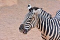Close-up of zebra Royalty Free Stock Photo