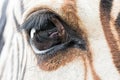 Close-up of zebra eye with a reflection of another zebra Royalty Free Stock Photo