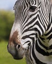 A Close Up of a Zebra Face and Whiskered Muzzle, Equus grevyi Royalty Free Stock Photo