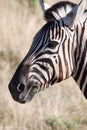 Close-up of Zebra Feeding in Etosha National Park, Namibia Royalty Free Stock Photo