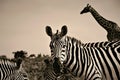 Close up of a zebra in front of a giraffe in Kenya in black and white