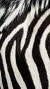 Close-up of zebra fur with distinct black and white stripes