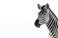 Close up of a zebra head isolated on a white background.