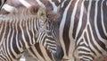 A close-up of a zebra and her baby standing in the desert. Wild animals of Africa. A family of zebras