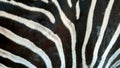 Close Striped Zebra Pattern