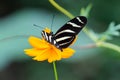 Zebra Longwing, Heliconius Charitonia, Butterfly - Costa Rica Royalty Free Stock Photo