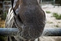 Close up of zebra muzzle with long whiskers