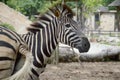 Zebra in nature garden Royalty Free Stock Photo