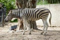 Zebra in nature garden Royalty Free Stock Photo
