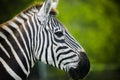 Close up of a zebra profile of head