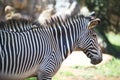 Close up of a zebra Royalty Free Stock Photo