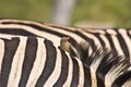 Close-up on zebra skin , Kruger National park, South Africa Royalty Free Stock Photo