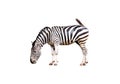 Zebra standing and eating grass  isolated on white background , clipping path Royalty Free Stock Photo