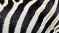 Close up zebra stripes pattern texture background, realistic Royalty Free Stock Photo