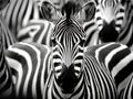 Close up from a zebra surrounded with his herd