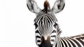 Close-up of Zebra on white background