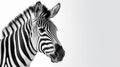 Close-up of Zebra on white background