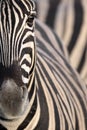 Zebra eye Royalty Free Stock Photo