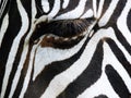 Close up of zebras eye at Marwell Zoo England Royalty Free Stock Photo