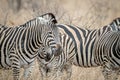 Close up of Zebras in the high grass Royalty Free Stock Photo