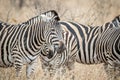 Close up of Zebras in the high grass Royalty Free Stock Photo